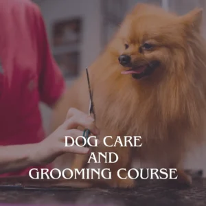 Dog Care and Grooming Course