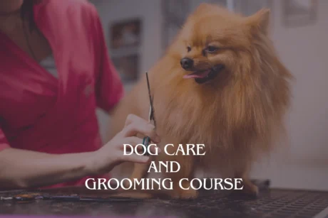 Dog Care and Grooming Course