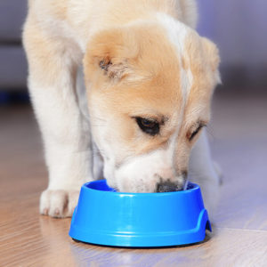 Dog Nutrition