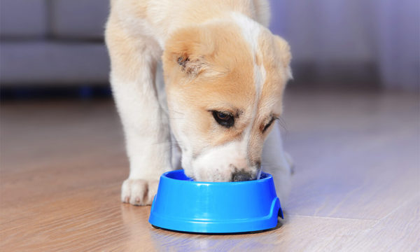 Dog Nutrition