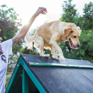 Dog Training