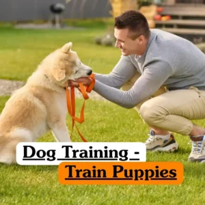 Dog Training - Train Puppies course banner with person holding leash training playful puppy outdoors and IOMH logo.