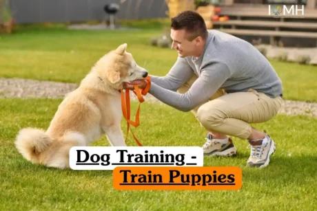 Dog Training - Train Puppies course banner with person holding leash training playful puppy outdoors and IOMH logo.