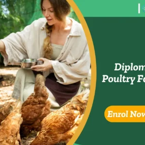 Woman feeding chickens outdoors; banner promotes Diploma in Poultry Farming course.
