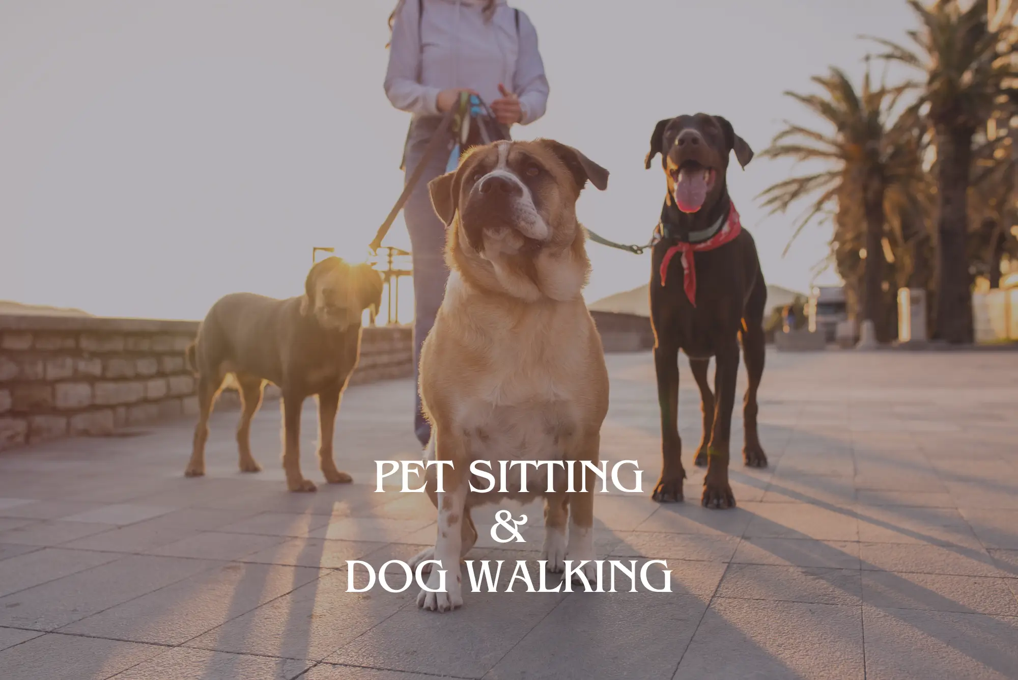 Pet Sitting and Dog Walking