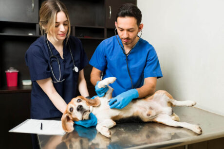 Veterinary Nursing Fundamentals