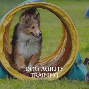 Dog Agility Training