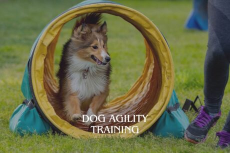 Dog Agility Training