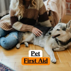 Pet First Aid course image highlighting basic domestic animal CPR, veterinary safety, and routine pet healthcare training.
