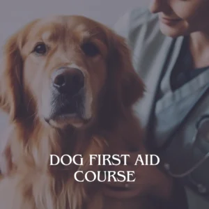 Dog First Aid Course