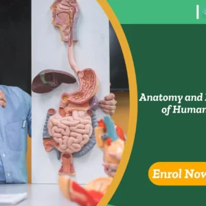 Human anatomy model showing digestive tract, held by trainee; banner highlights UK-based “Anatomy and Physiology of Human Body” course by IOMH.