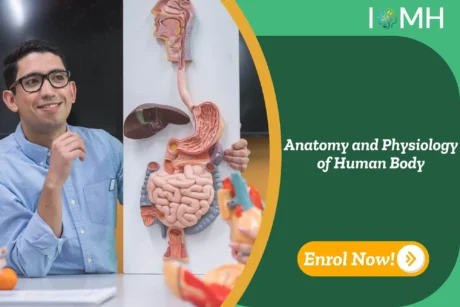 Human anatomy model showing digestive tract, held by trainee; banner highlights UK-based “Anatomy and Physiology of Human Body” course by IOMH.