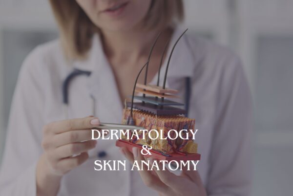 Dermatology & Skin Anatomy