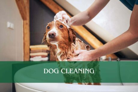 Dog Cleaning