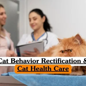 Cat Behavior Rectification and Cat Health Care course banner with Persian cat on clinic table and veterinarian consulting pet owner.