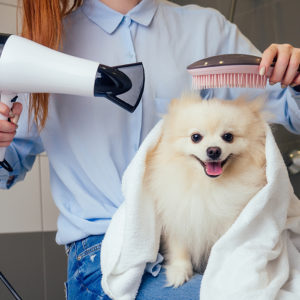 Basics of Dog Grooming