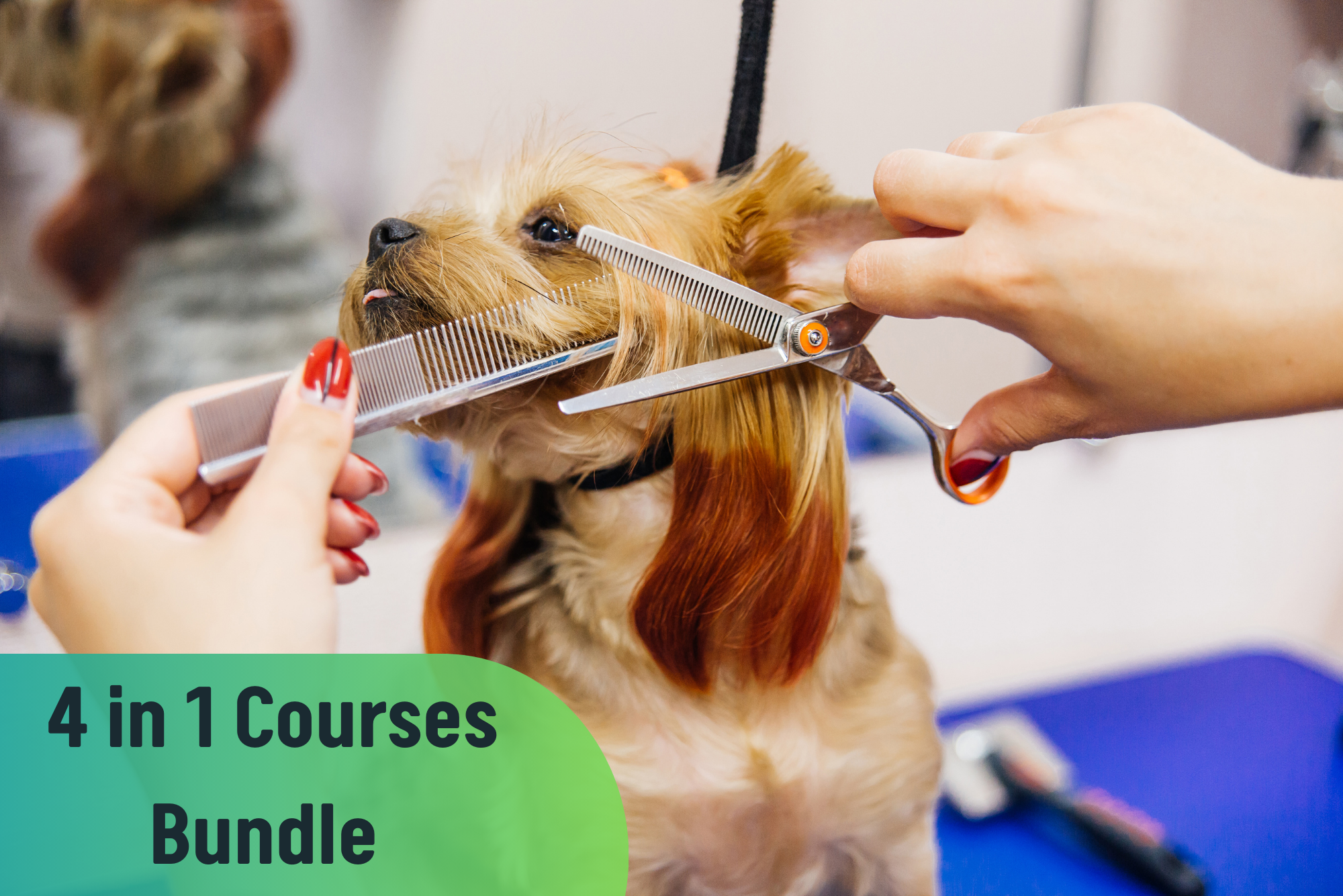 Dog Grooming and Dog Care Training
