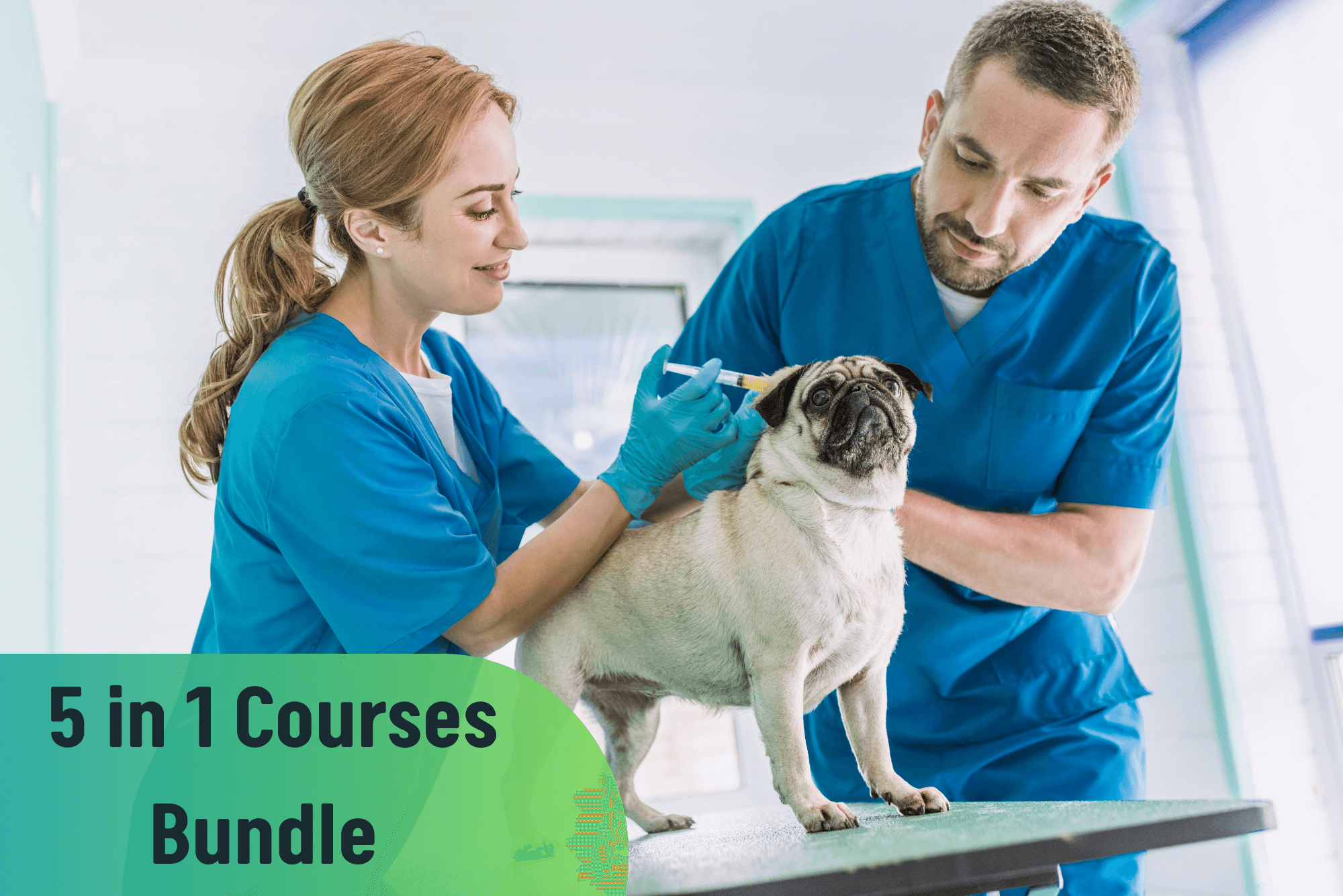 Level 3 Certificate in Veterinary Assistant - Career Bundle