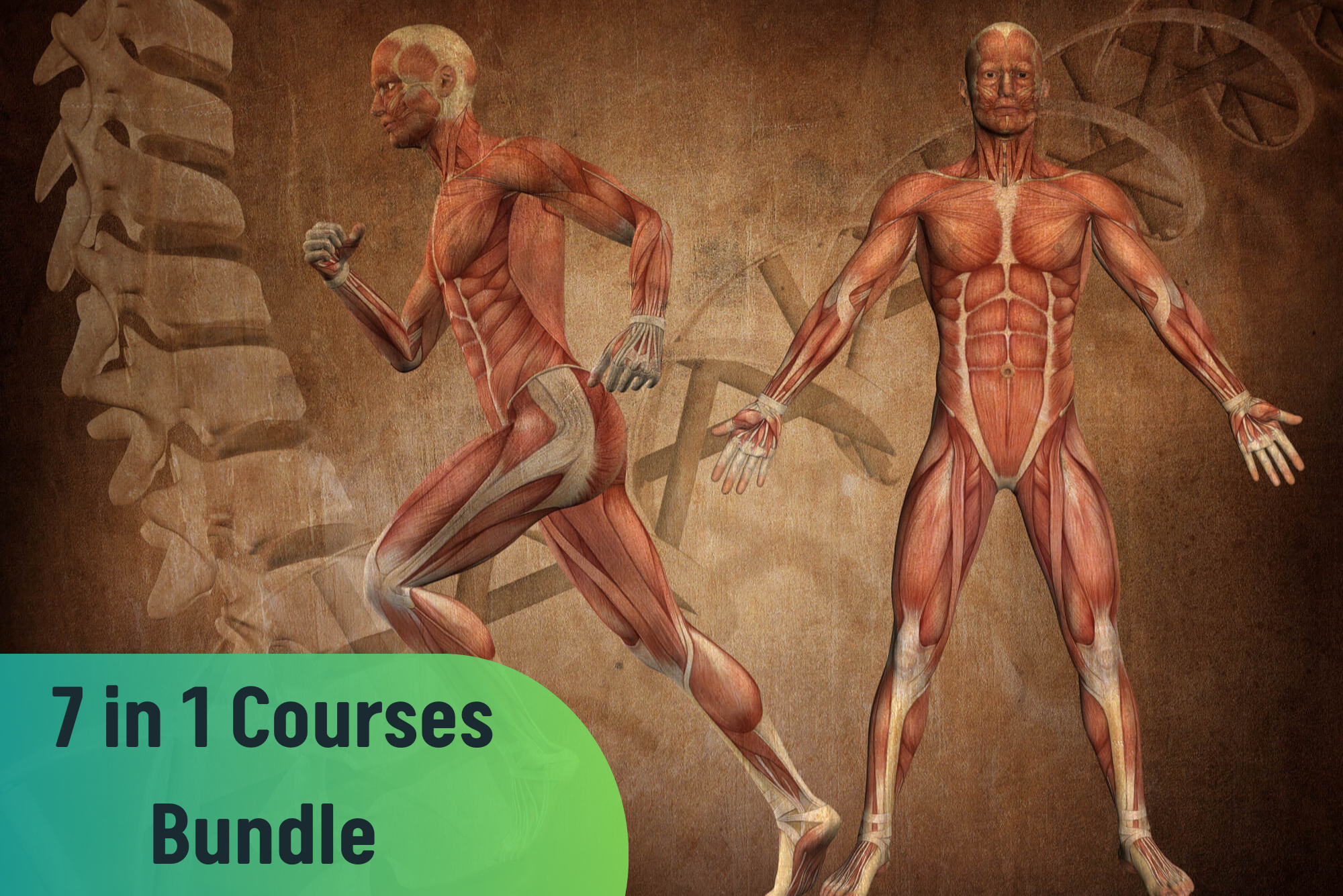Level 3 Human Anatomy and Physiology