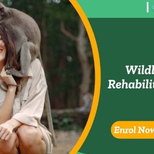 Wildlife Rehabilitation