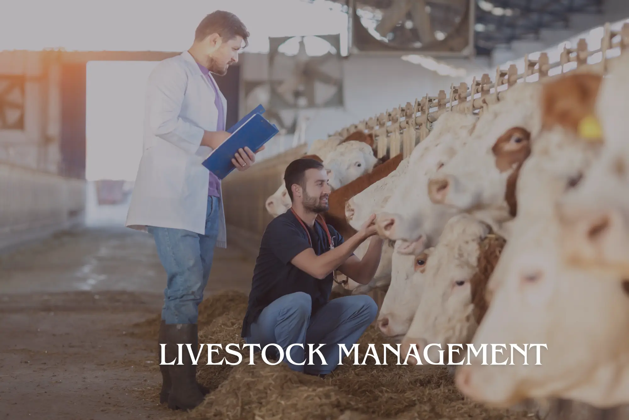 The picture represents two men are caring their cows.