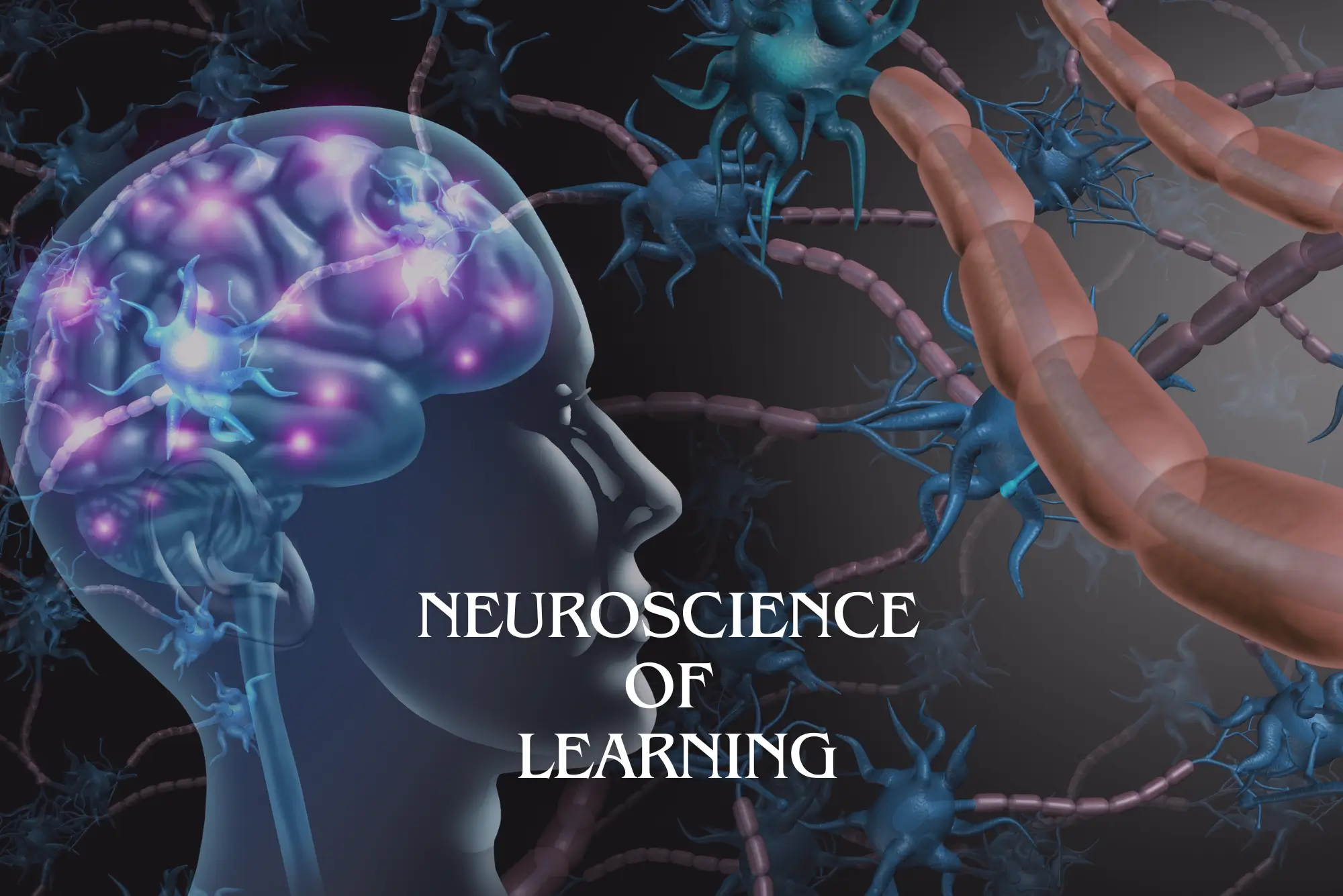 Neuroscience of Learning