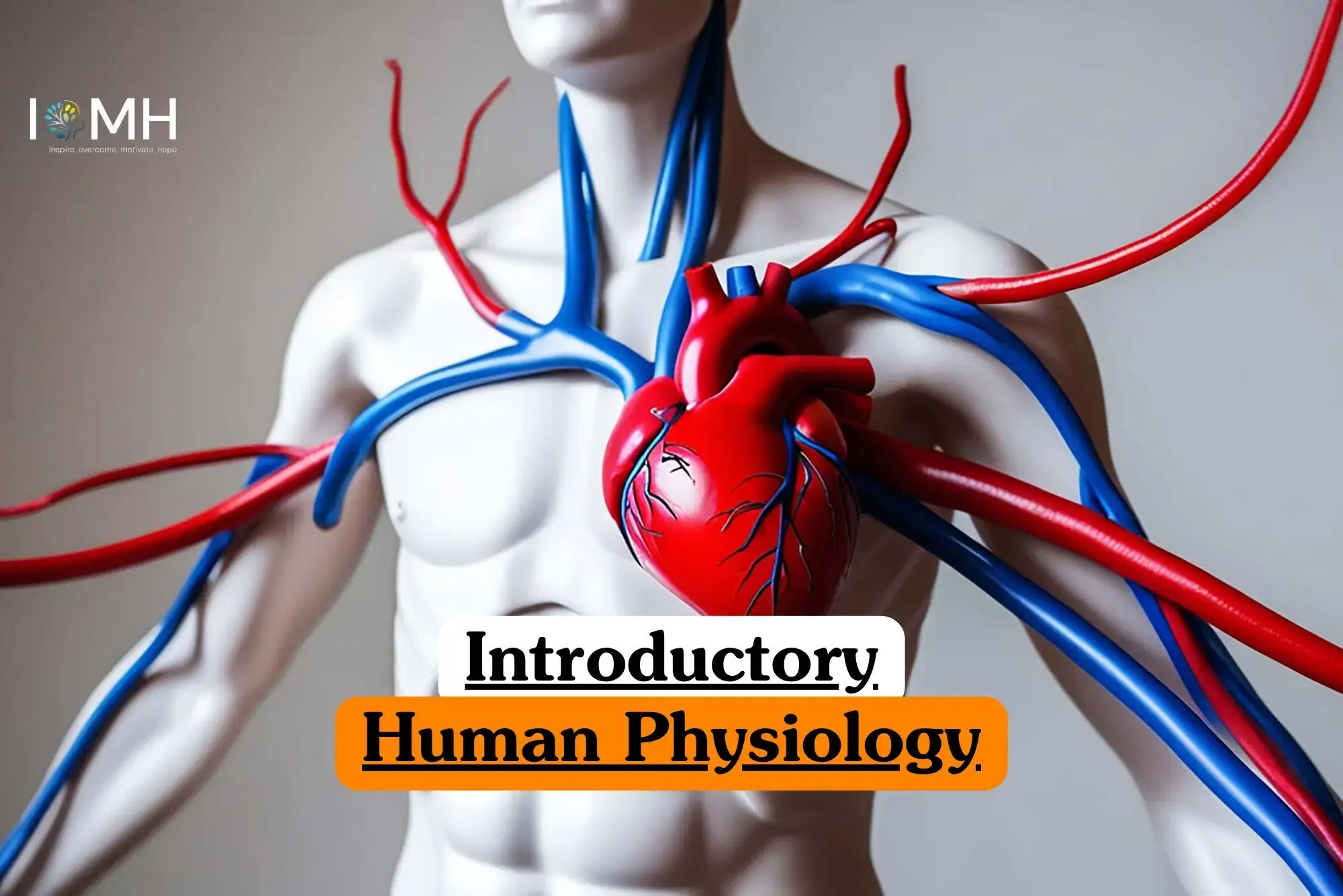 Introductory Human Physiology course banner with anatomical torso model showing heart arteries and veins in red and blue tubes.