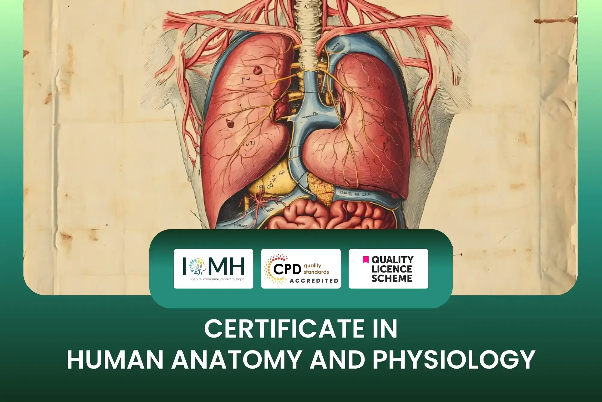 Certificate in Human Anatomy and Physiology training banner with vintage anatomical illustration of internal organs.
