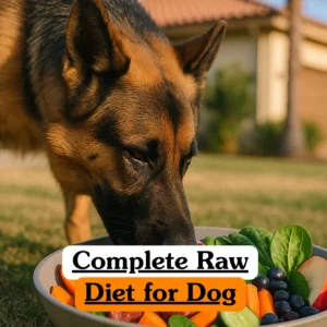 Theoretical veterinary science and canine nutrition training banner featuring a German Shepherd dog eating from a bowl filled with raw ingredients including carrots, blueberries, spinach, apple slices, and raw meat, representing the study of BARF (Biologically Appropriate Raw Food) diets, nutritional balancing, and canine digestive physiology.