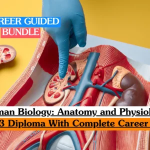 Theoretical biological science and clinical medicine training banner featuring a top-down view of a detailed, three-dimensional cross-sectional anatomical model of a human kidney resting on a vibrant yellow surface.