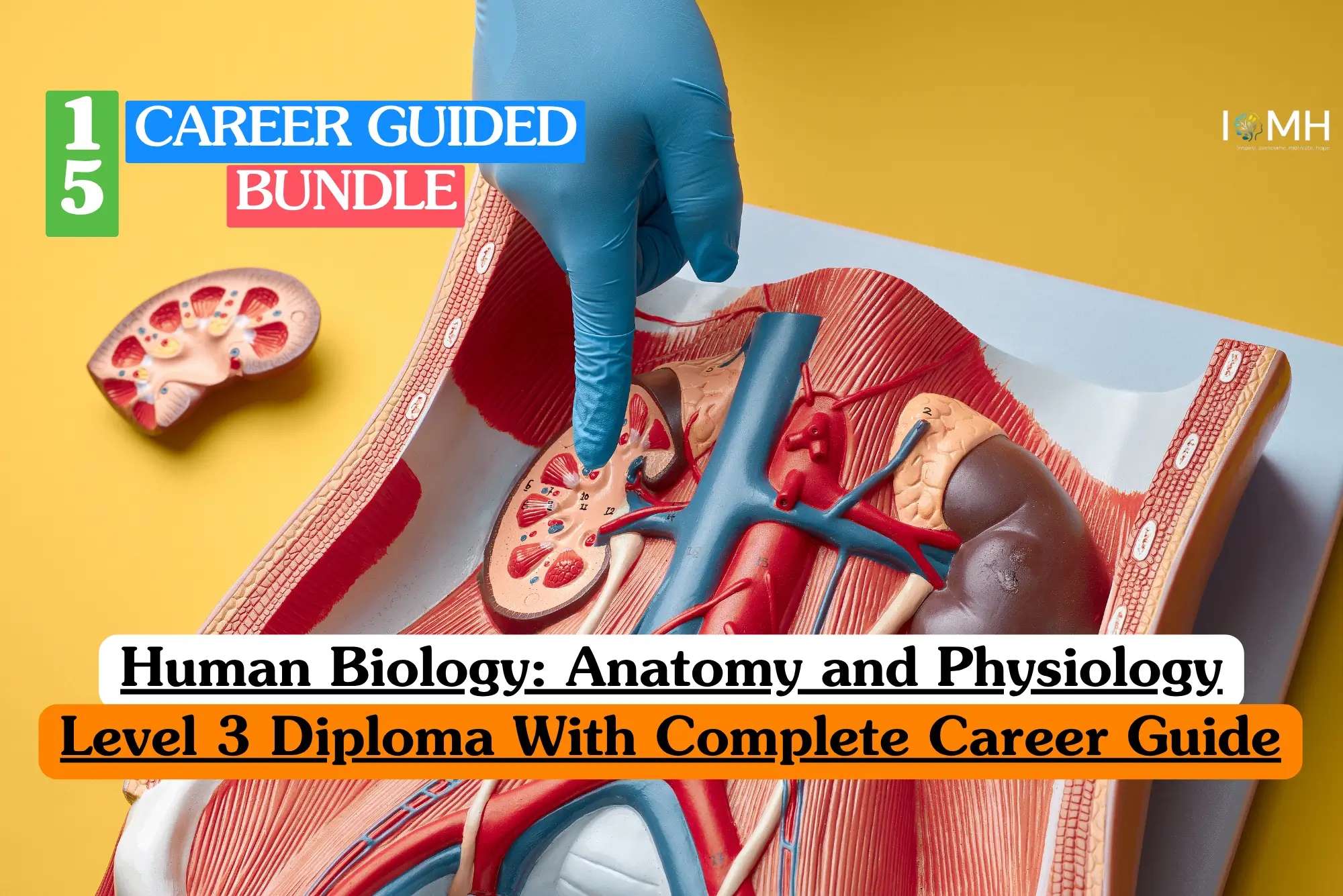 Theoretical biological science and clinical medicine training banner featuring a top-down view of a detailed, three-dimensional cross-sectional anatomical model of a human kidney resting on a vibrant yellow surface.
